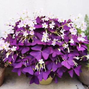 Oxalis Shamrock