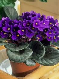 cat-friendly plants - African Violet 
