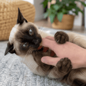 Siamese hand biting during play