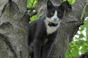 1200 by 550 best outdoor cat breeds