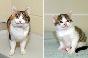 CC6-small (1) cloned cats Rainbow and Cc