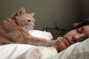 Cat-Waking-Me-Up cat watching owner sleep