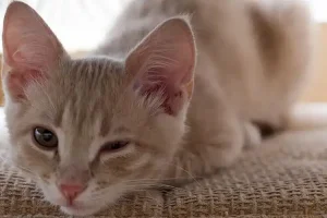 Cat-peeps-with-one-eye.-Blink-with-one-eye.-Dormant-cat. cat blinks