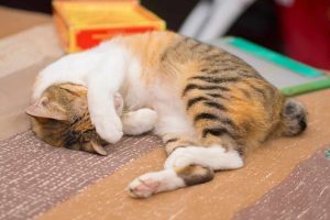 Shy Cat on Bed Shy Cat on Bed