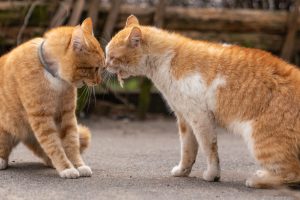 Two ginger cats fighting on the street territorial aggression in cats
