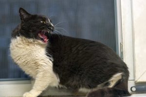 gray and white cat on the windowsill close up fear aggressive cat