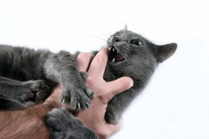 cat play aggression- Cat biting hand while playing