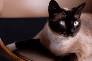 Exploring The World Of Siamese Cats Siamese cats facts