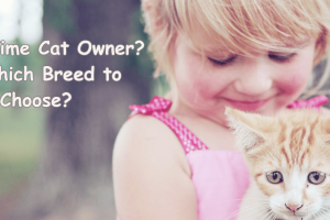 First Time Cat Owner – Which Breed to Choose (2) Best Cat Breeds For First-time Owners