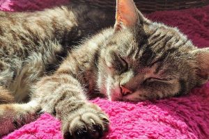 xr:d:DAF1nPiavsY:22,j:5119878104870375207,t:23120410 old cat sleeping