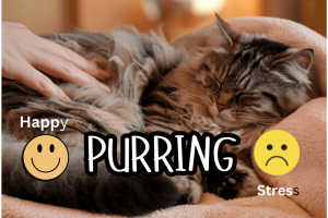 PURRING (1) PURRING (1)