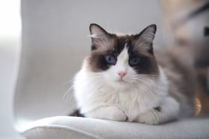 Ragdoll cat