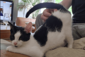 Screenshot 2024-11-17 035508 cat elevated butt while being petted