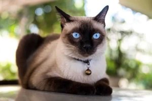Siamese cat