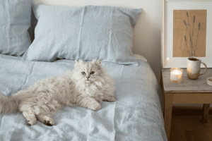 Untitled design (1) Best indoor cat breeds
