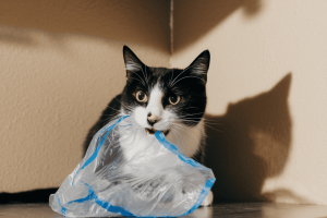 a-photo-of-a-cat-chewing-on-a-plastic-bag-in-a-kit-xIItdNlLRoSkQRpZmlbtKQ-grpwlJCUTKyoRZwppn4DnA cat chewing on plastic bag