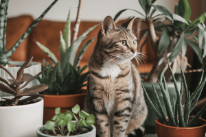 a-photo-of-a-medium-shot-of-a-cat-sittin_L7ELImKrTBqpHmqNLeZojg_YyY-lTEUQ8KIAqGw0zMkqw cats surrounded by pots of houseplants