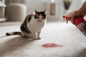 a-photo-of-a-tidy-and-inviting-room-with_zHa7sEqnR2alD6ETOSVbsw_57MFQ9hRTv2b7dhWutoEMQ keeping house clean with cats around