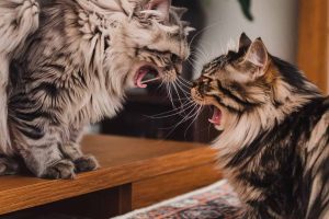 a-photo-of-two-cats-with-their-fur-standing-on-end-3wyReo7MTtCrHOI96Hb5-Q-l59SsBYOTlmmaSU2IZxFjg a-photo-of-two-cats-with-their-fur-standing-on-end-3wyReo7MTtCrHOI96Hb5-Q-l59SsBYOTlmmaSU2IZxFjg