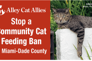 alley cat victory on cat ban big alley cat victory on cat ban big