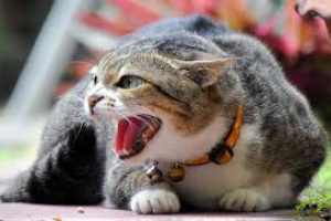 aggressive cat