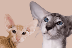 cat breeds with big ears