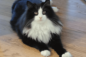 Maine Coon cat