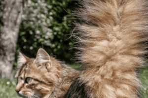 bushy tail cat banner fluffy tail cat breeds