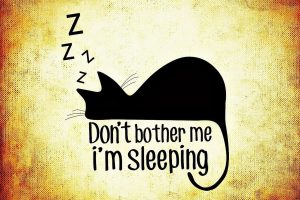 cat-859011_1280 cat-859011_1280