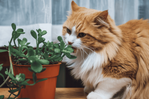 cat chewing on a potted plant cat chewing on potted houseplant