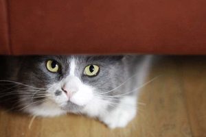 cat-under-sofa-page-image Scared Cat hiding