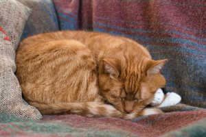 red cat on a blanket on a couch under the lights old cat sleeping