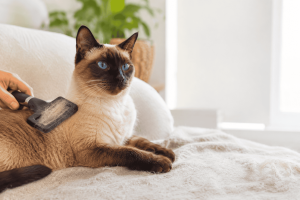 Do Siamese cats shed