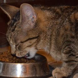 food-g896892b6a_1280