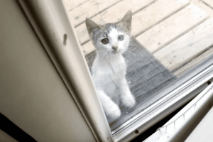 kitten looking in kitten looking in