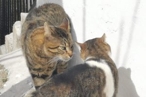 cat showing non-recognition aggression