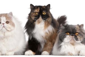 Persian cats