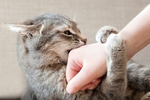 play aggression
