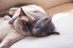 Siamese cat sleeping with another cat