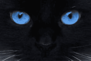 What cat breeds have blue eyes