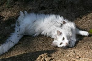 Why Do Cats Roll in Dirt